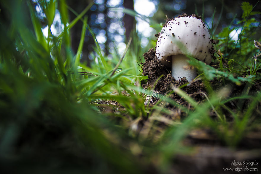 Mushroom On A Hill