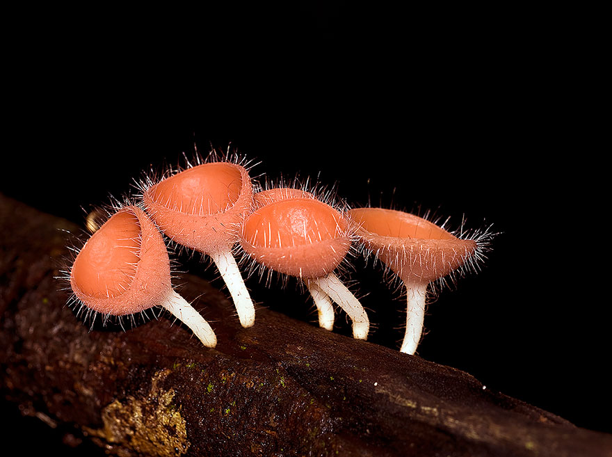 Cookeina Tricholoma