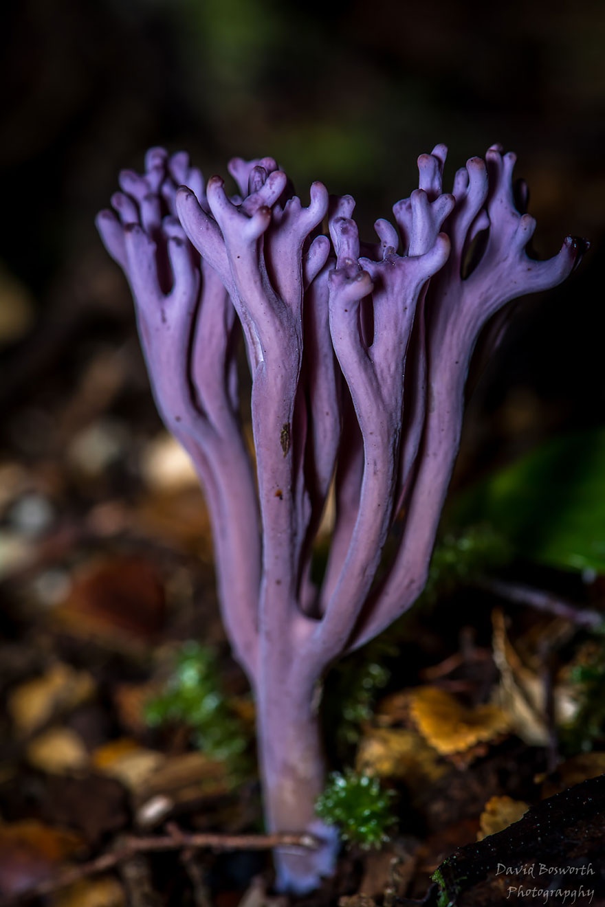 Clavaria Zollingeri