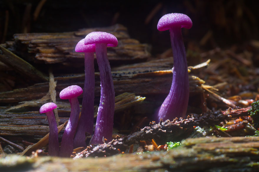 Laccaria Amethystina