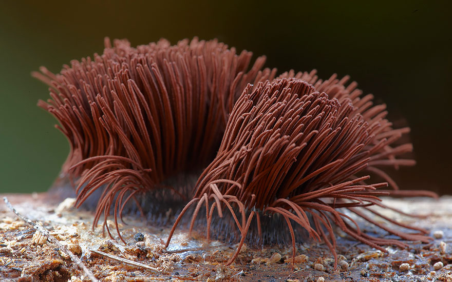 Stemonitis Axifera