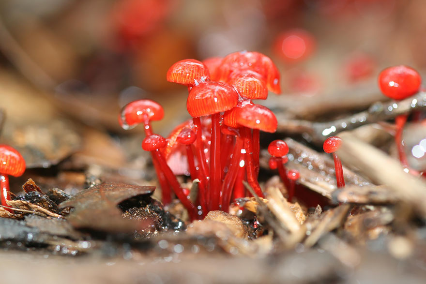 Mycena Viscidocruenta