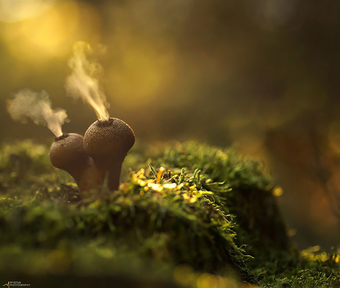 The Mystical World Of Mushrooms Captured In Photos