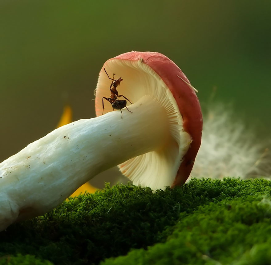 mushroom-photography-vyacheslav-mishchenko-12 mushroom-photography-vyacheslav-mishchenko-12
