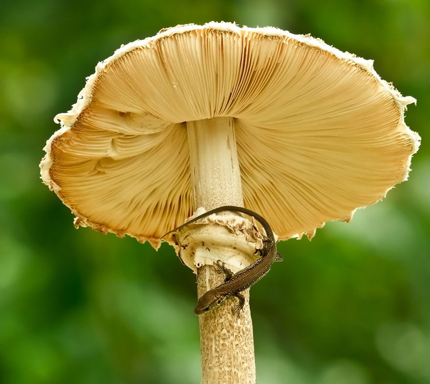 mushroom-photography-vyacheslav-mishchenko-13 mushroom-photography-vyacheslav-mishchenko-13