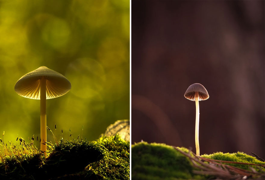 mushroom-photography-vyacheslav-mishchenko-16 mushroom-photography-vyacheslav-mishchenko-16