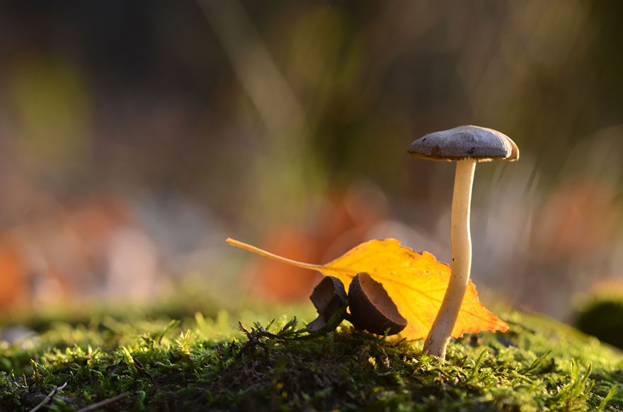 mushroom-photography-vyacheslav-mishchenko-17 mushroom-photography-vyacheslav-mishchenko-17