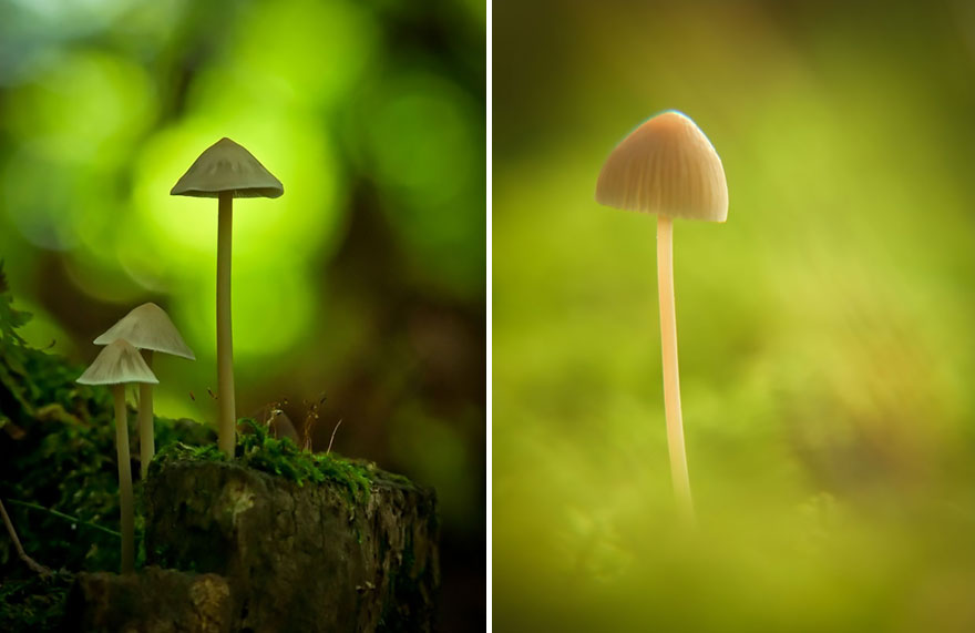 mushroom-photography-vyacheslav-mishchenko-18 mushroom-photography-vyacheslav-mishchenko-18