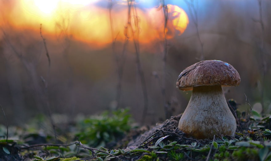mushroom-photography-vyacheslav-mishchenko-21 mushroom-photography-vyacheslav-mishchenko-21