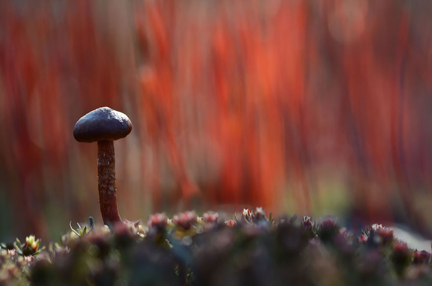 mushroom-photography-vyacheslav-mishchenko-25 mushroom-photography-vyacheslav-mishchenko-25