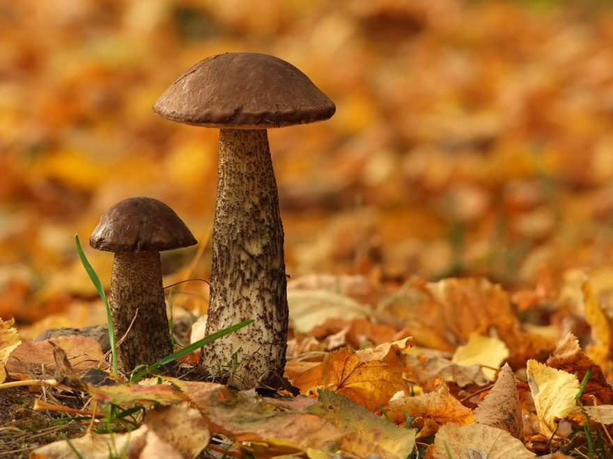 mushroom-photography-vyacheslav-mishchenko-30 mushroom-photography-vyacheslav-mishchenko-30