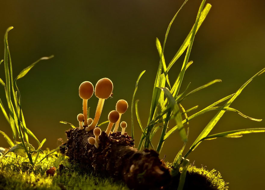 mushroom-photography-vyacheslav-mishchenko-32 mushroom-photography-vyacheslav-mishchenko-32