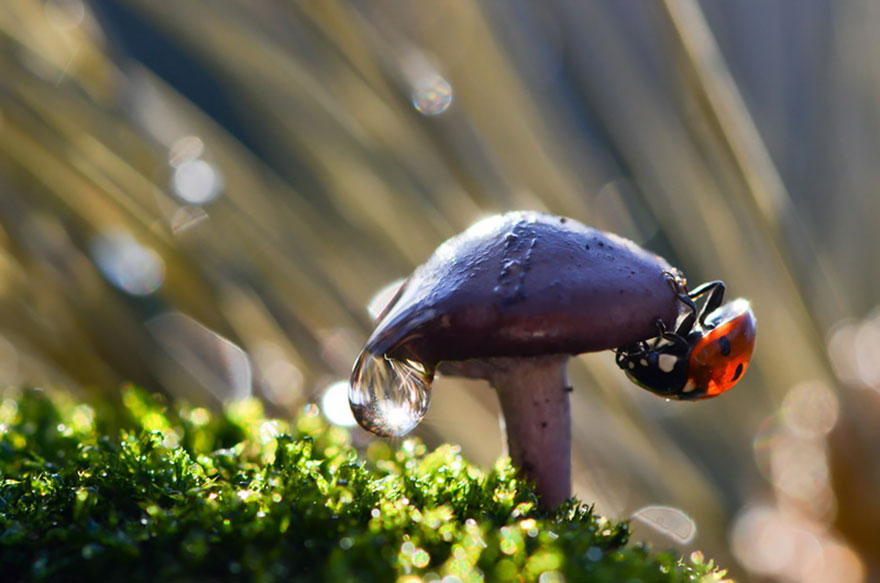 mushroom-photography-vyacheslav-mishchenko-33 mushroom-photography-vyacheslav-mishchenko-33