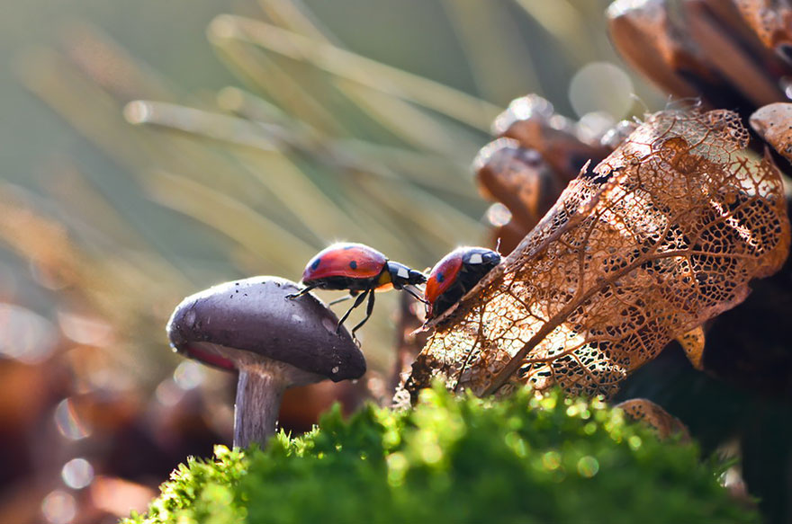 mushroom-photography-vyacheslav-mishchenko-34 mushroom-photography-vyacheslav-mishchenko-34