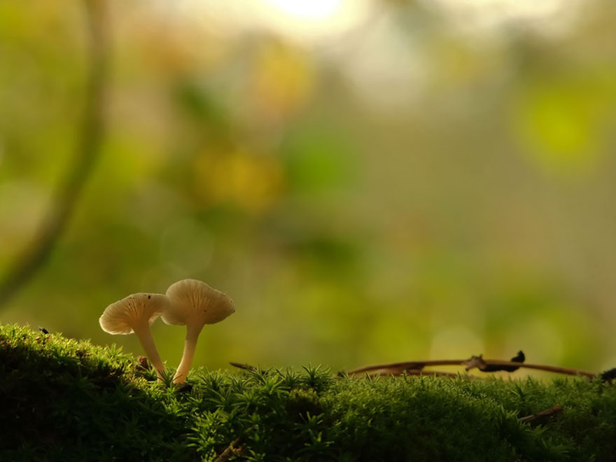 mushroom-photography-vyacheslav-mishchenko-36 mushroom-photography-vyacheslav-mishchenko-36