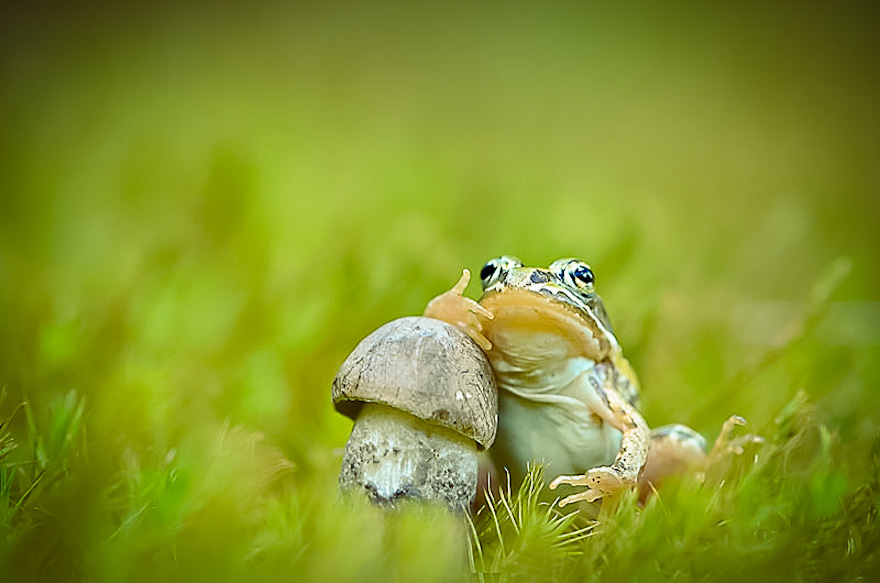 mushroom-photography-vyacheslav-mishchenko-37c mushroom-photography-vyacheslav-mishchenko-37c