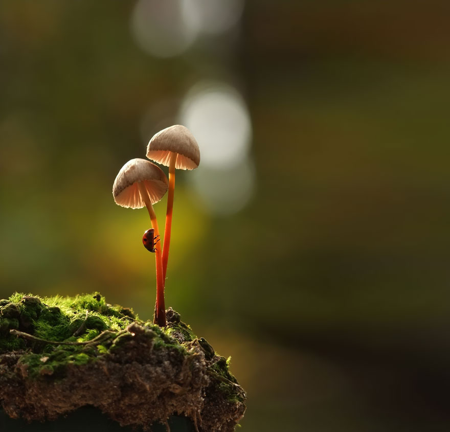 mushroom-photography-vyacheslav-mishchenko-4 mushroom-photography-vyacheslav-mishchenko-4