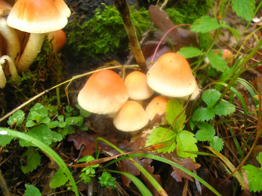 Small Orange Mushrooms From Greece
