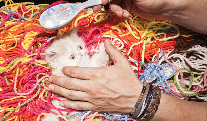 napoleon-cat-calendar-jesus-segura-1 napoleon-cat-calendar-jesus-segura-1