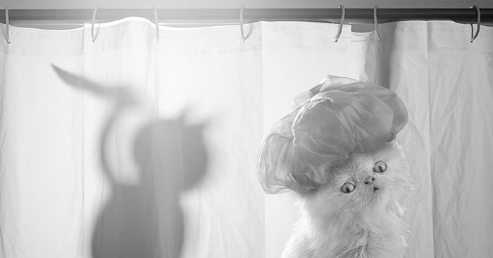 napoleon-cat-calendar-jesus-segura-3 napoleon-cat-calendar-jesus-segura-3