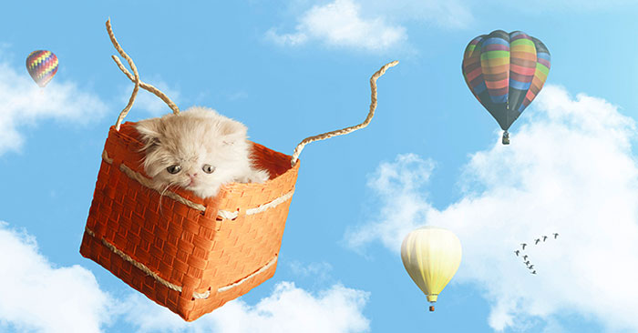 napoleon-cat-calendar-jesus-segura-4 napoleon-cat-calendar-jesus-segura-4