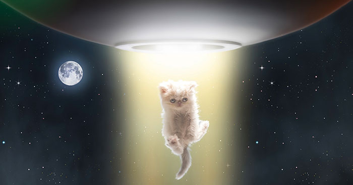 napoleon-cat-calendar-jesus-segura-5 napoleon-cat-calendar-jesus-segura-5