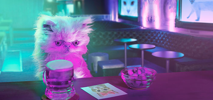 napoleon-cat-calendar-jesus-segura-7 napoleon-cat-calendar-jesus-segura-7