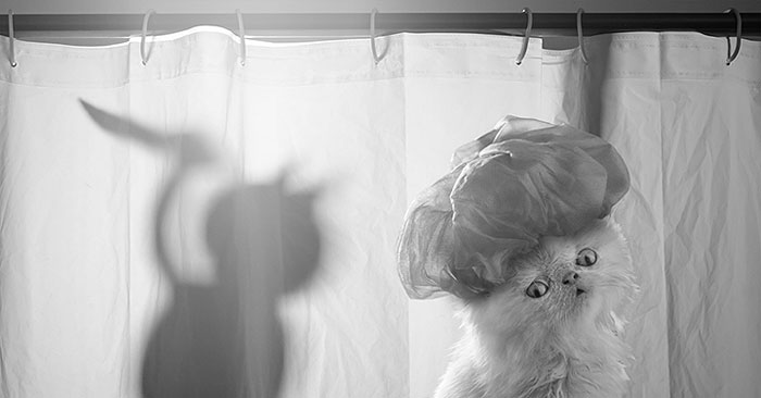 Napoleon The Cat And His Awesome Adventures