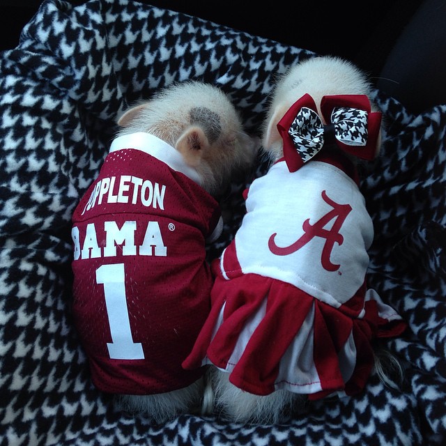 priscilla-mini-pig-66 priscilla-mini-pig-66