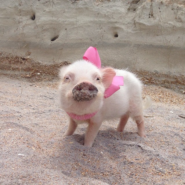 priscilla-mini-pig-69 priscilla-mini-pig-69