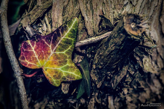 Rainbow Leaf