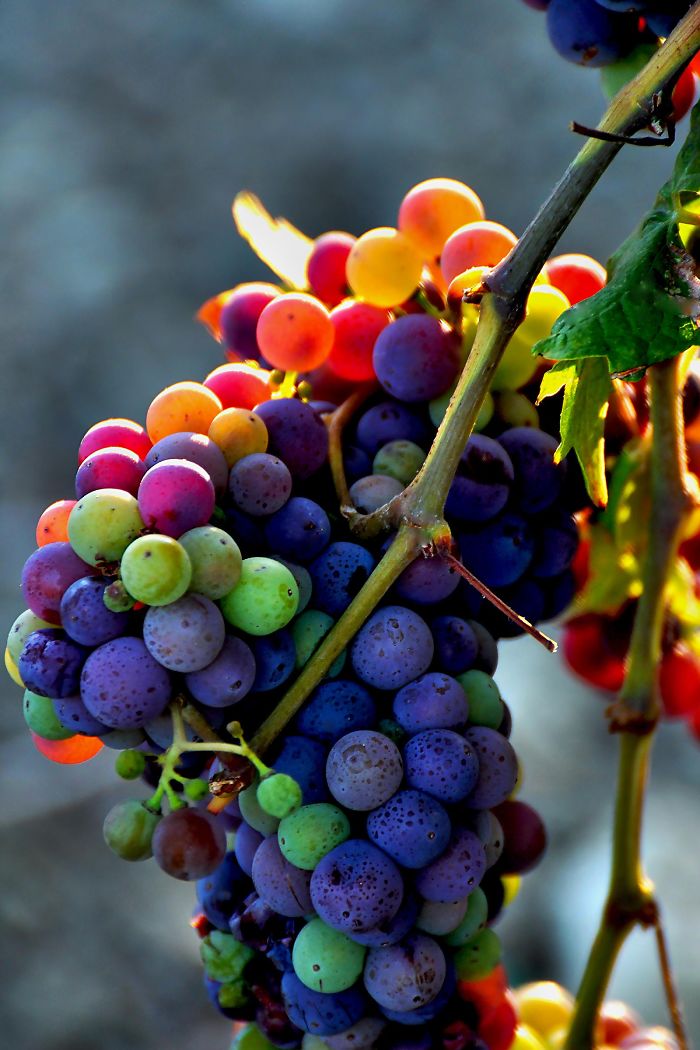 Rainbow Grapes