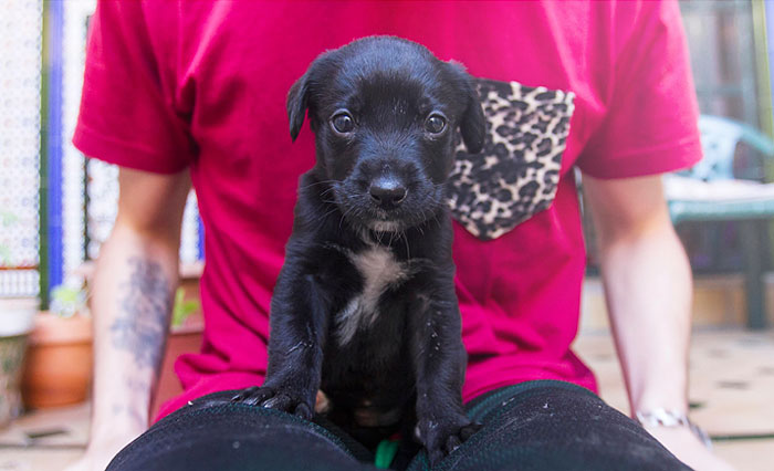 Story Of A Rescued Puppy