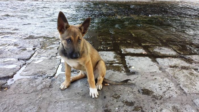 Berger Belge Malinois & Border Collie