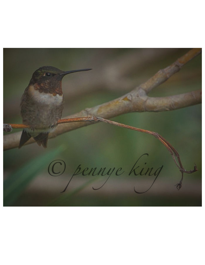 Little Birds Need Little Limbs