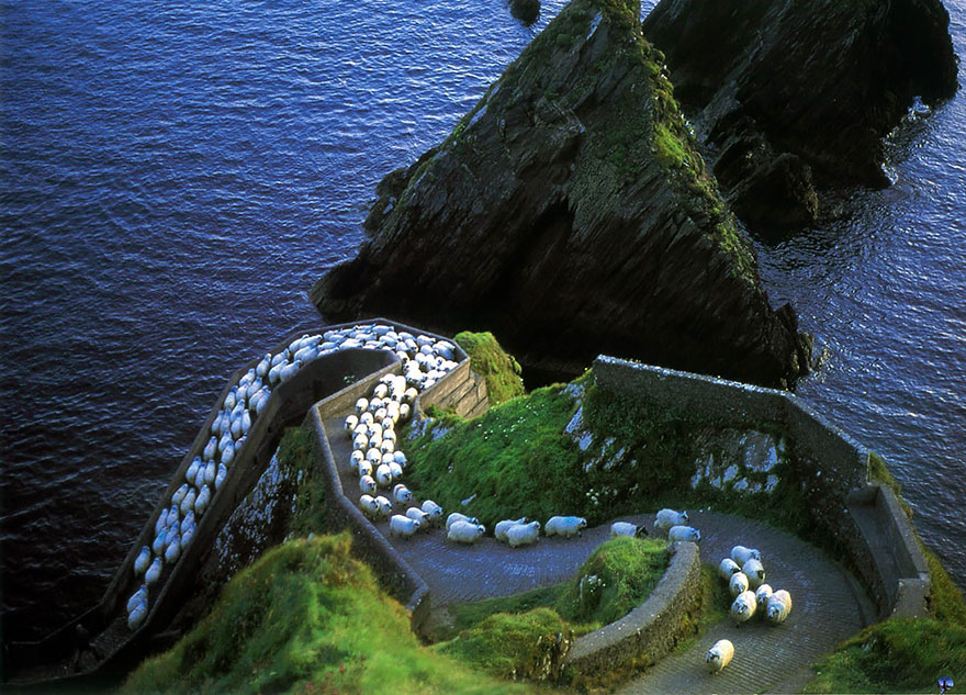 sheep-herds-around-the-world-1 sheep-herds-around-the-world-1