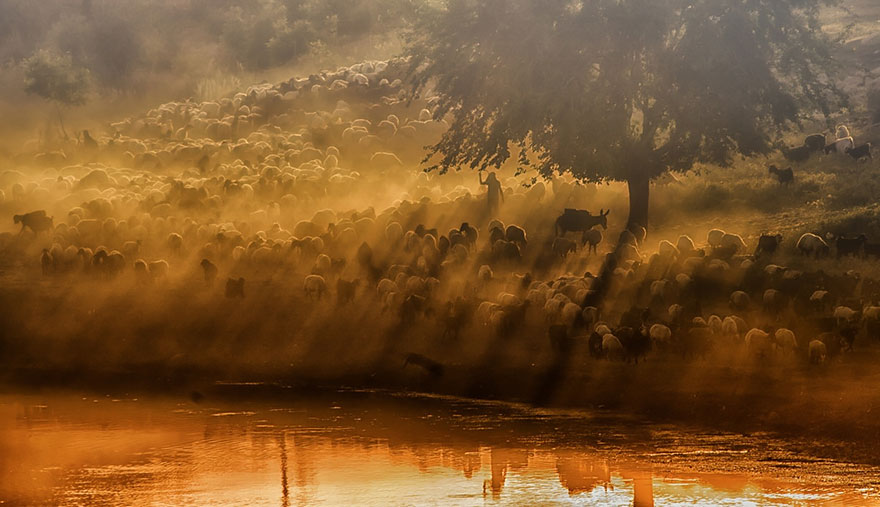 sheep-herds-around-the-world-10 sheep-herds-around-the-world-10