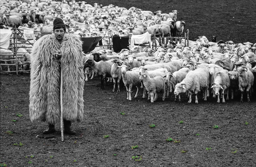 sheep-herds-around-the-world-12 sheep-herds-around-the-world-12