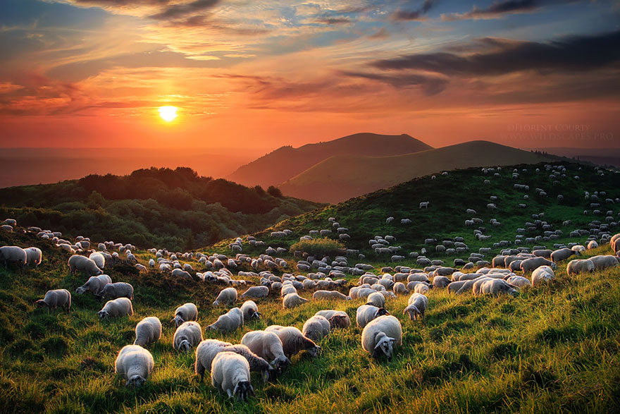 sheep-herds-around-the-world-13 sheep-herds-around-the-world-13
