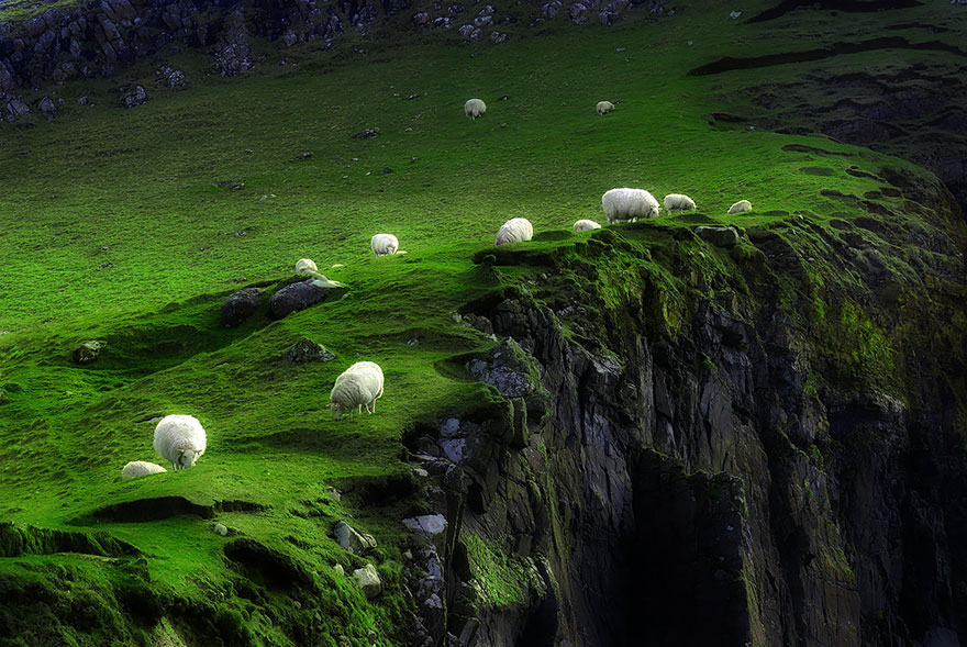 sheep-herds-around-the-world-15 sheep-herds-around-the-world-15