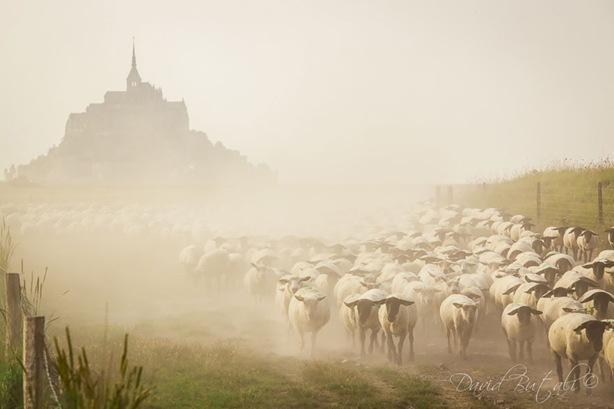 sheep-herds-around-the-world-16 sheep-herds-around-the-world-16
