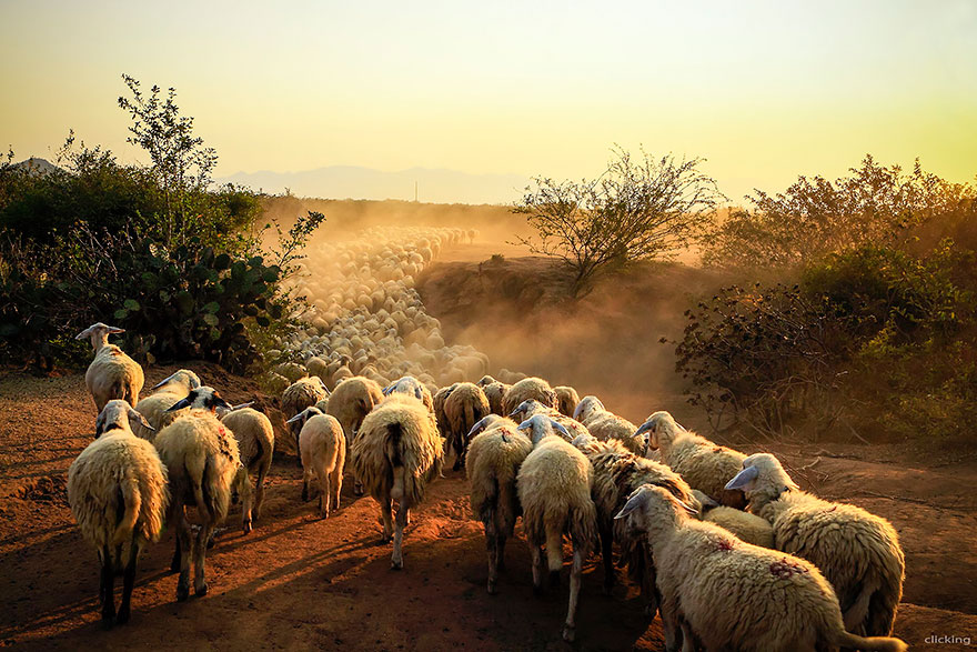 sheep-herds-around-the-world-18 sheep-herds-around-the-world-18