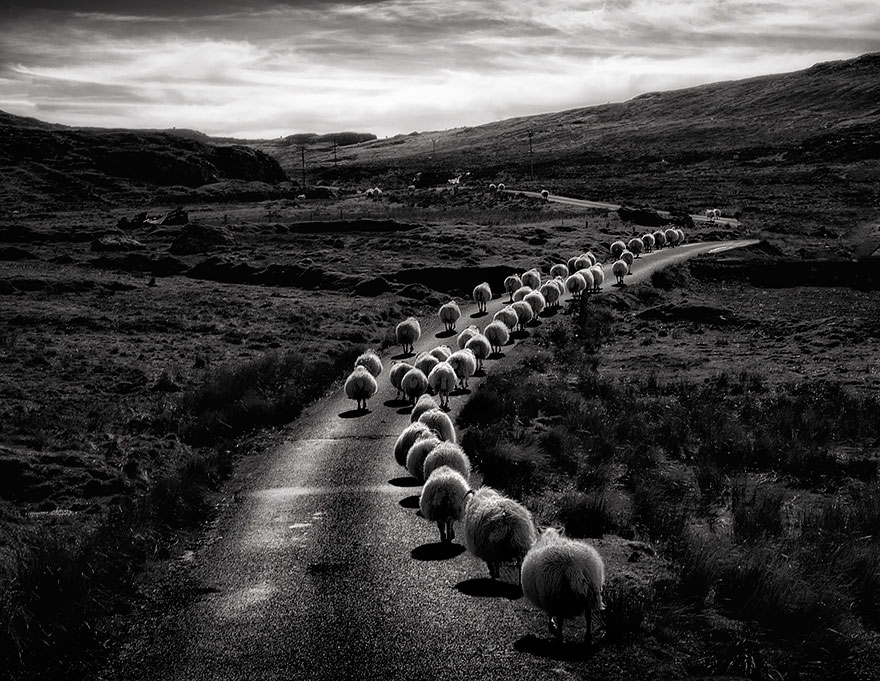 sheep-herds-around-the-world-2 sheep-herds-around-the-world-2