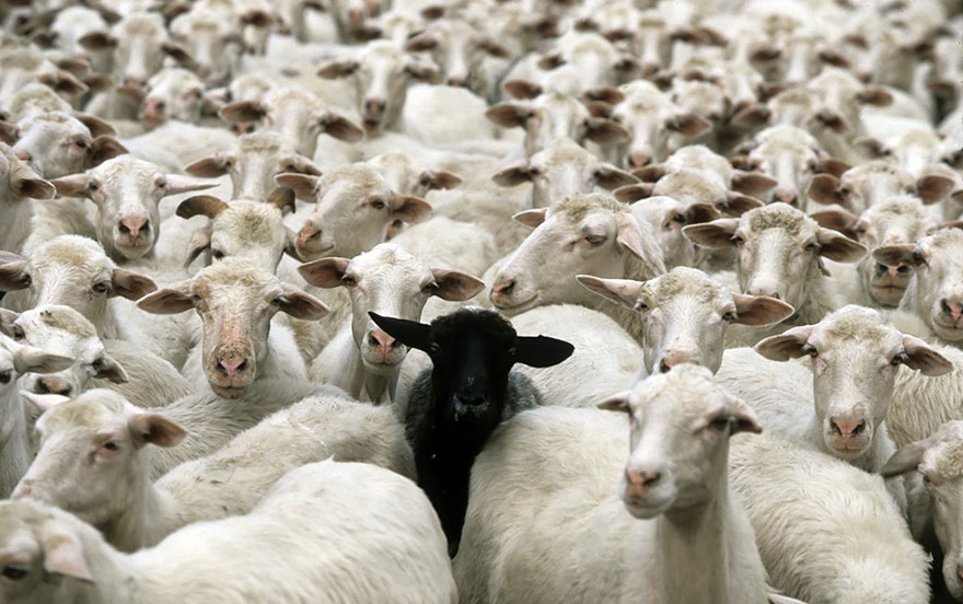 sheep-herds-around-the-world-20 sheep-herds-around-the-world-20
