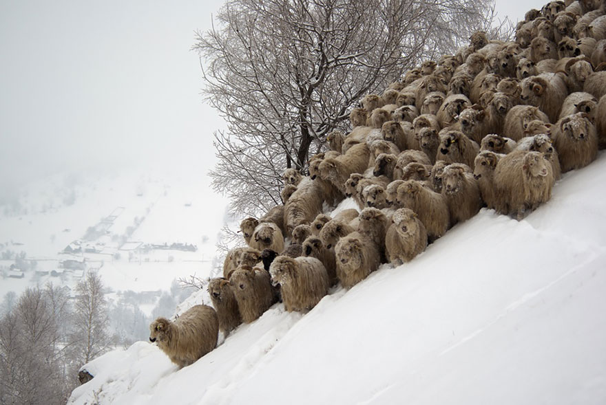 sheep-herds-around-the-world-21 sheep-herds-around-the-world-21