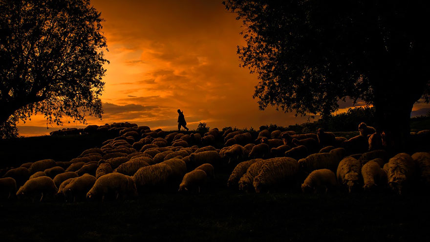 sheep-herds-around-the-world-22 sheep-herds-around-the-world-22