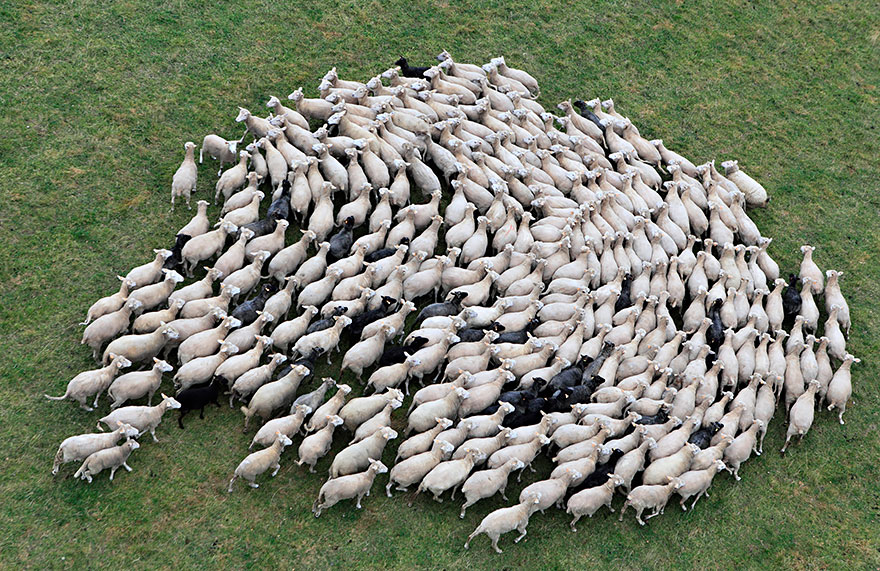 sheep-herds-around-the-world-25 sheep-herds-around-the-world-25