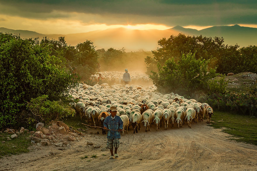 sheep-herds-around-the-world-3 sheep-herds-around-the-world-3