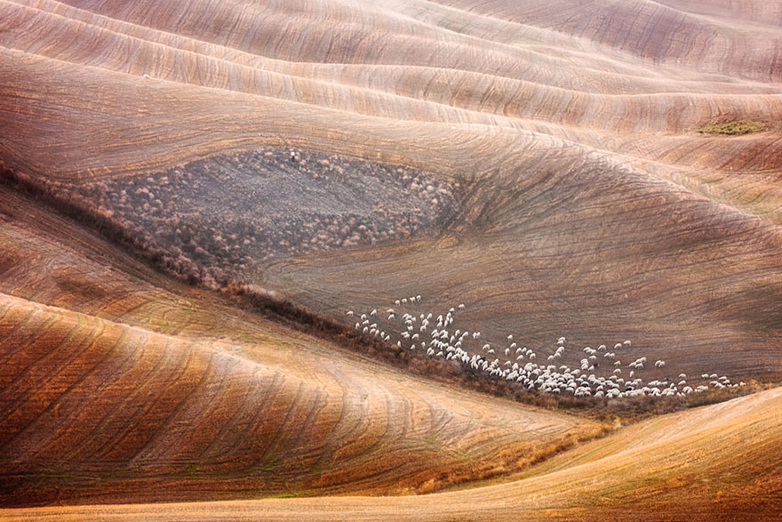 sheep-herds-around-the-world-5 sheep-herds-around-the-world-5