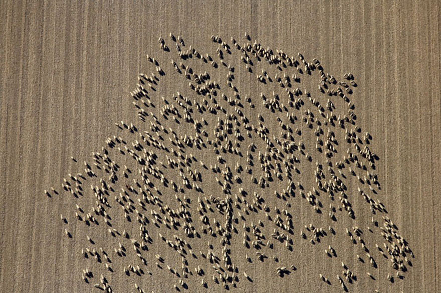 sheep-herds-around-the-world-51 sheep-herds-around-the-world-51